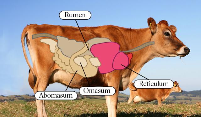 How many stomachs does a cow have? - Graham's Family Dairy
